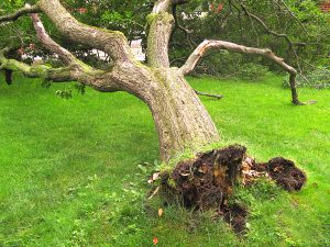 Tree removal of an uprooted tree