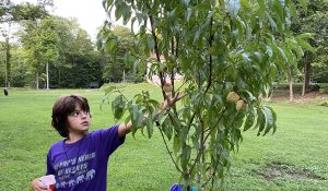 Grow Fruit Trees in Florida