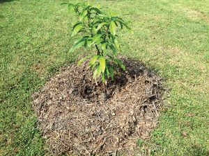 Grow Fruit Trees in Florida