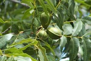 Walnut tree vs Pecan tree