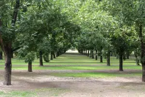 Where do pecan trees grow best