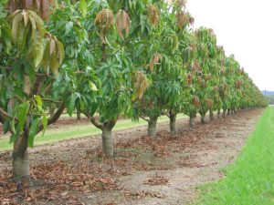 Plant a mango tree in the ground