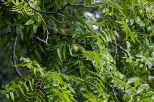 Walnut tree vs Pecan tree