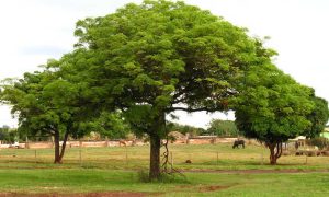 Where do mango trees grow best