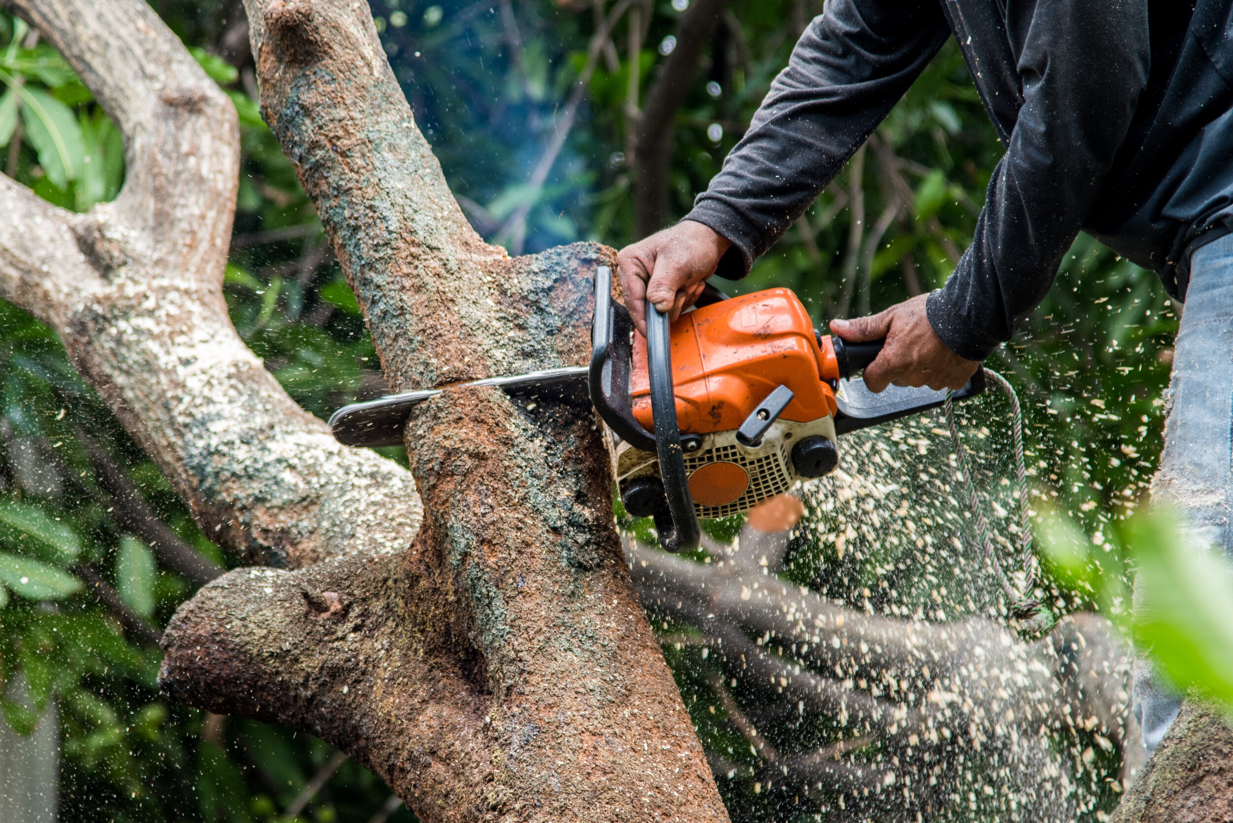 City of houston tree removal