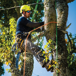 remove small tree stumps