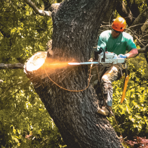 how to remove small trees