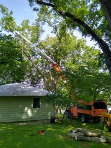 Texas Tree Service Houston