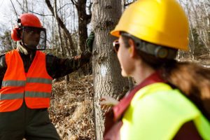 Tree cutting service houston