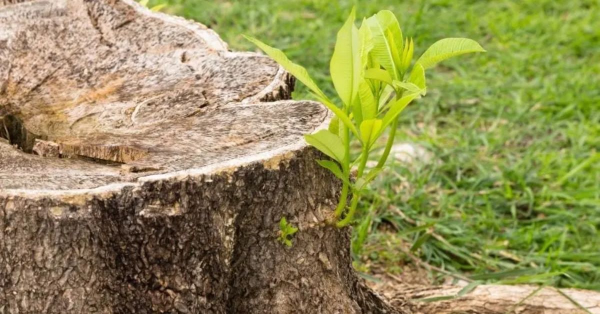 uproot a tree stump