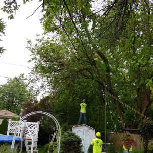 Tree cabling and bracing