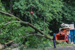 Tree trimming service Houston