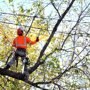 Remove a Large Tree Stump