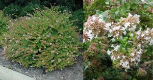 Rose Creek Abelia