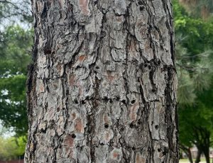 Silver Maple Bark