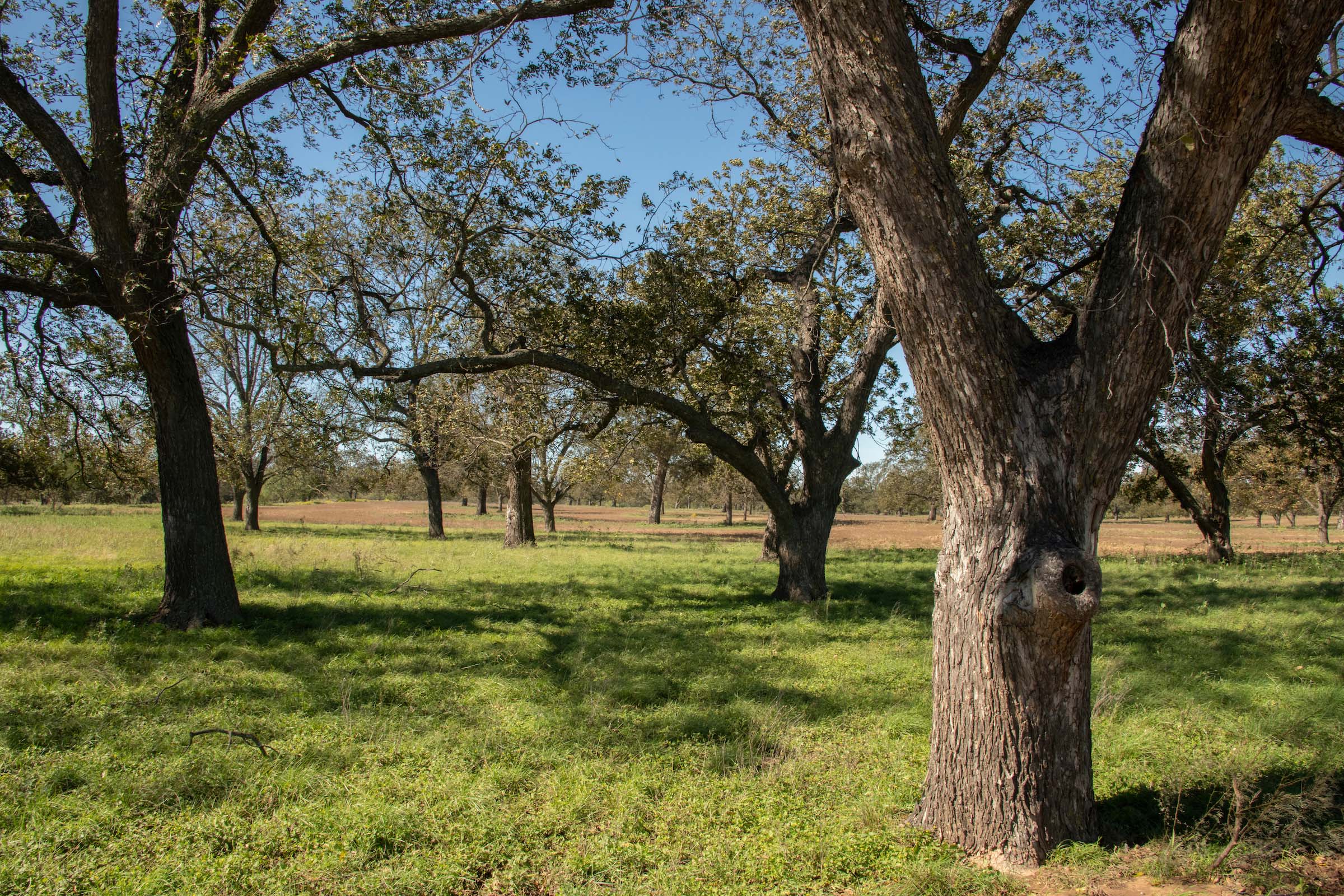 Where do pecan trees grow best