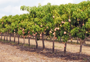 Plant a mango tree in the ground