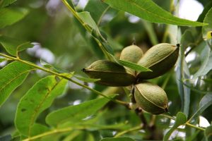 Walnut tree vs Pecan tree