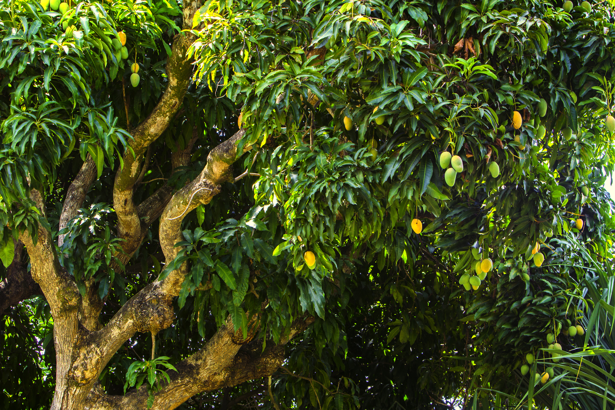 Dwarf mango tree in California