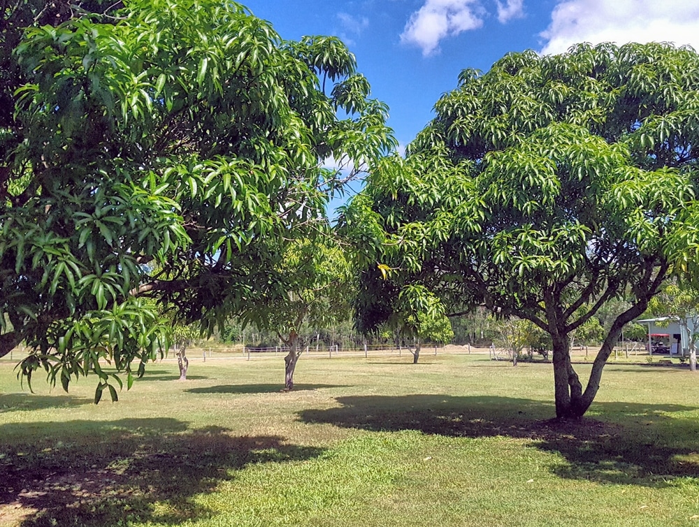 Dwarf mango tree in California