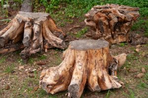 get rid of tree stumps