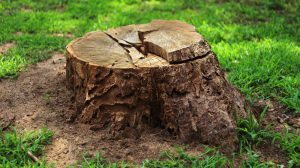 get rid of tree stumps