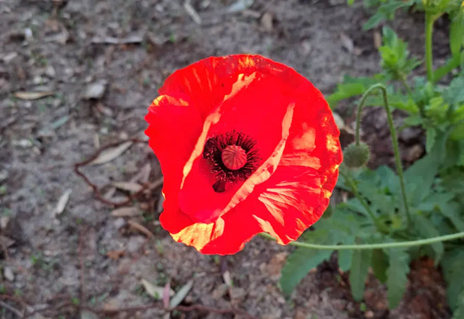 Flowers in the bible common poppy