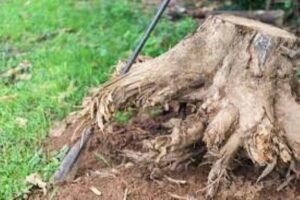 How to Dig Up a Tree Stump?