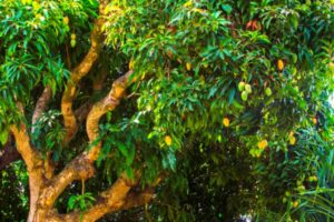 Mango Trees in California