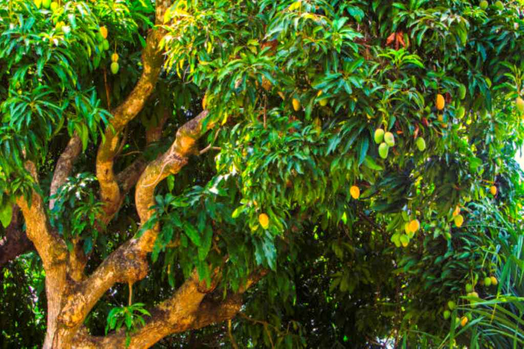 Mango Trees in California