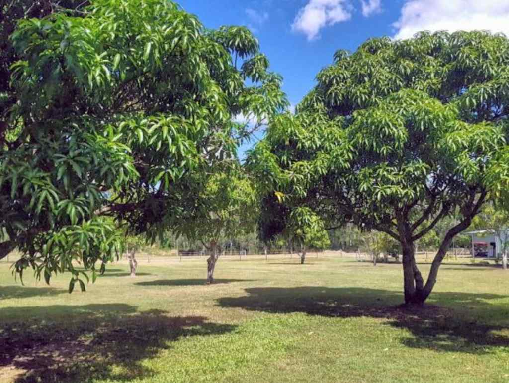 Where Do Mango Trees Grow Best?