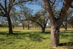 Where Do Pecan Trees Grow?